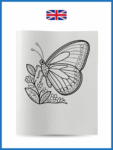Butterflies-1